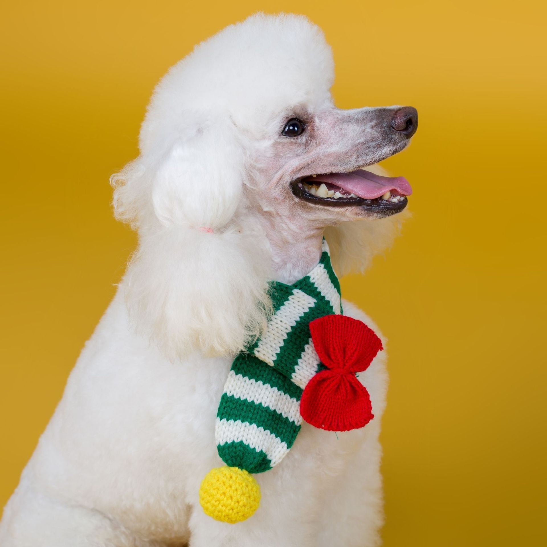 Handmade Wool Scarf for Dogs and Puppies