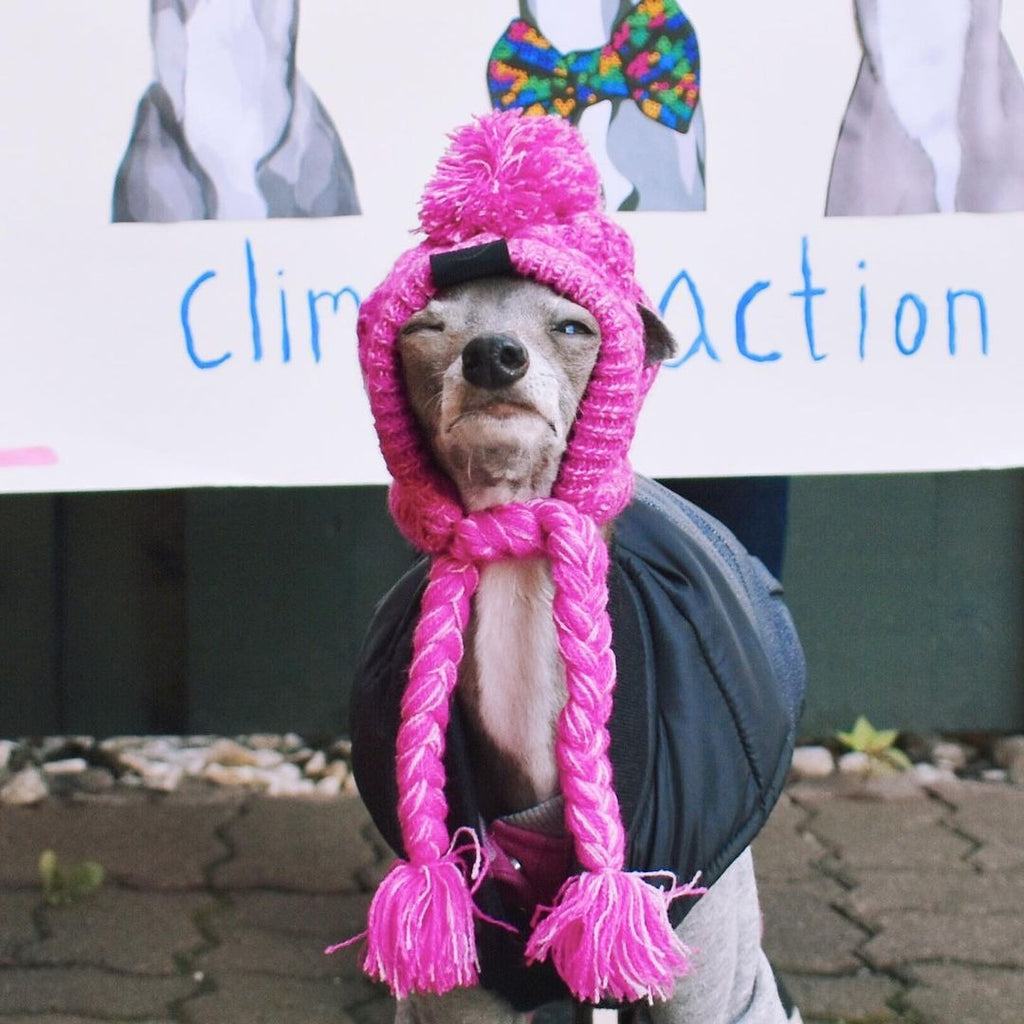 Wool Ball Knitted Dog Hat