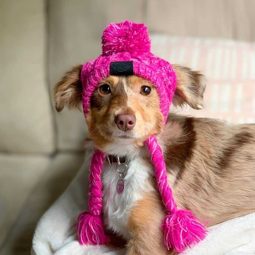 Warm Fluffy Ball Knit Dog Hat