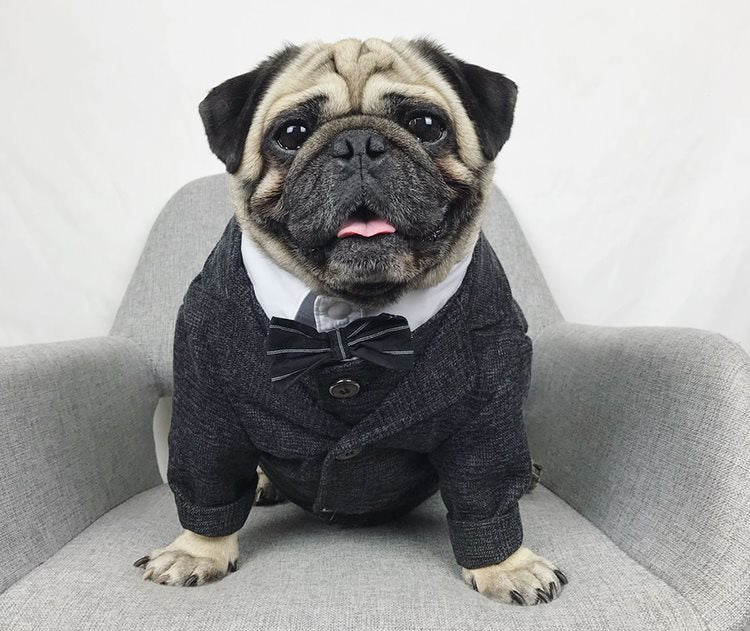 Dog Suit for French Bulldogs - Pet Wedding Attire