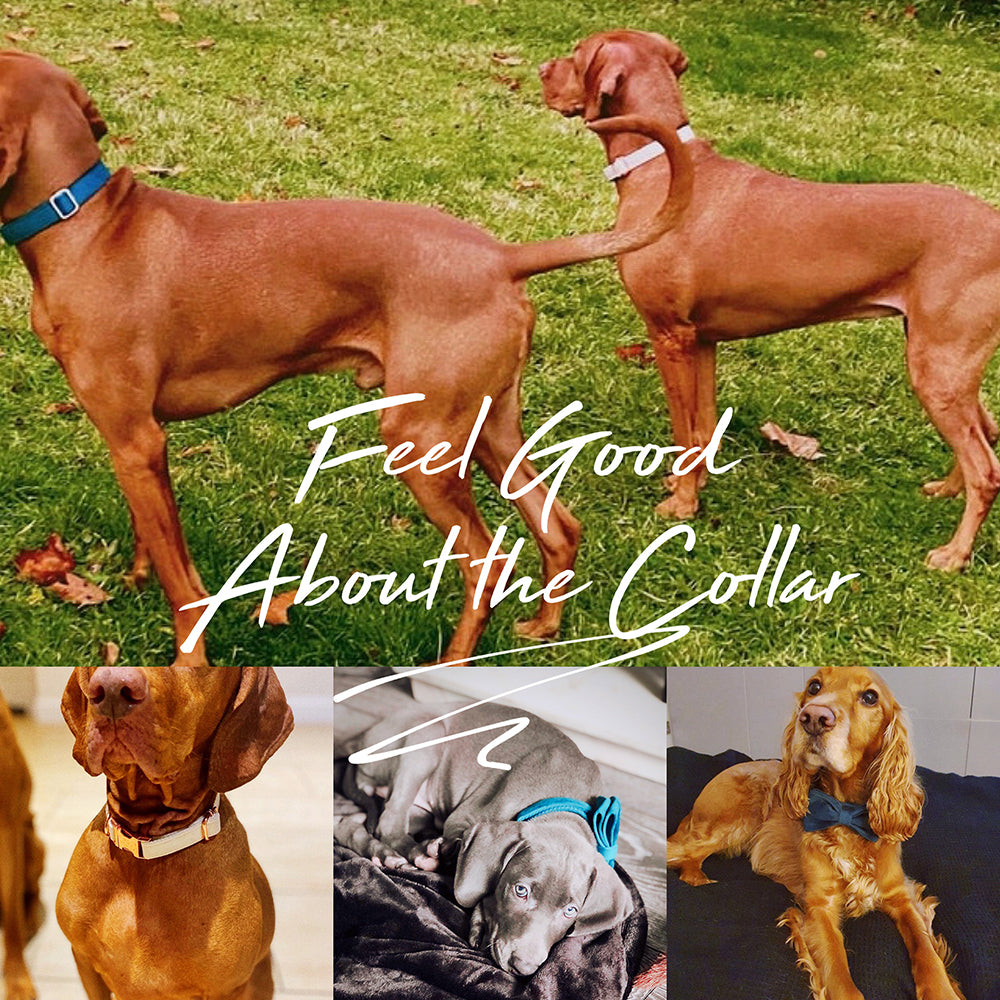 Velvet Dog Collar Pet Necklace