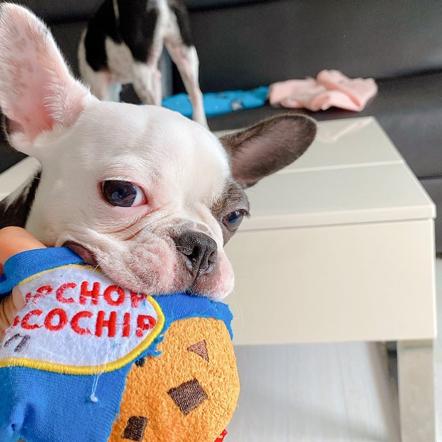 Korean Dog Toy with Sound - Fun Cookie Shape