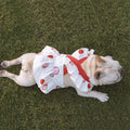 Lotus Leaf Lace Suspender Skirt for Small Pets