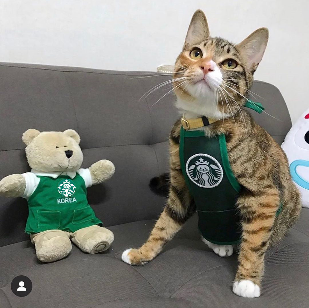 Cute Star Cat and Dog Work Clothes from South Korea