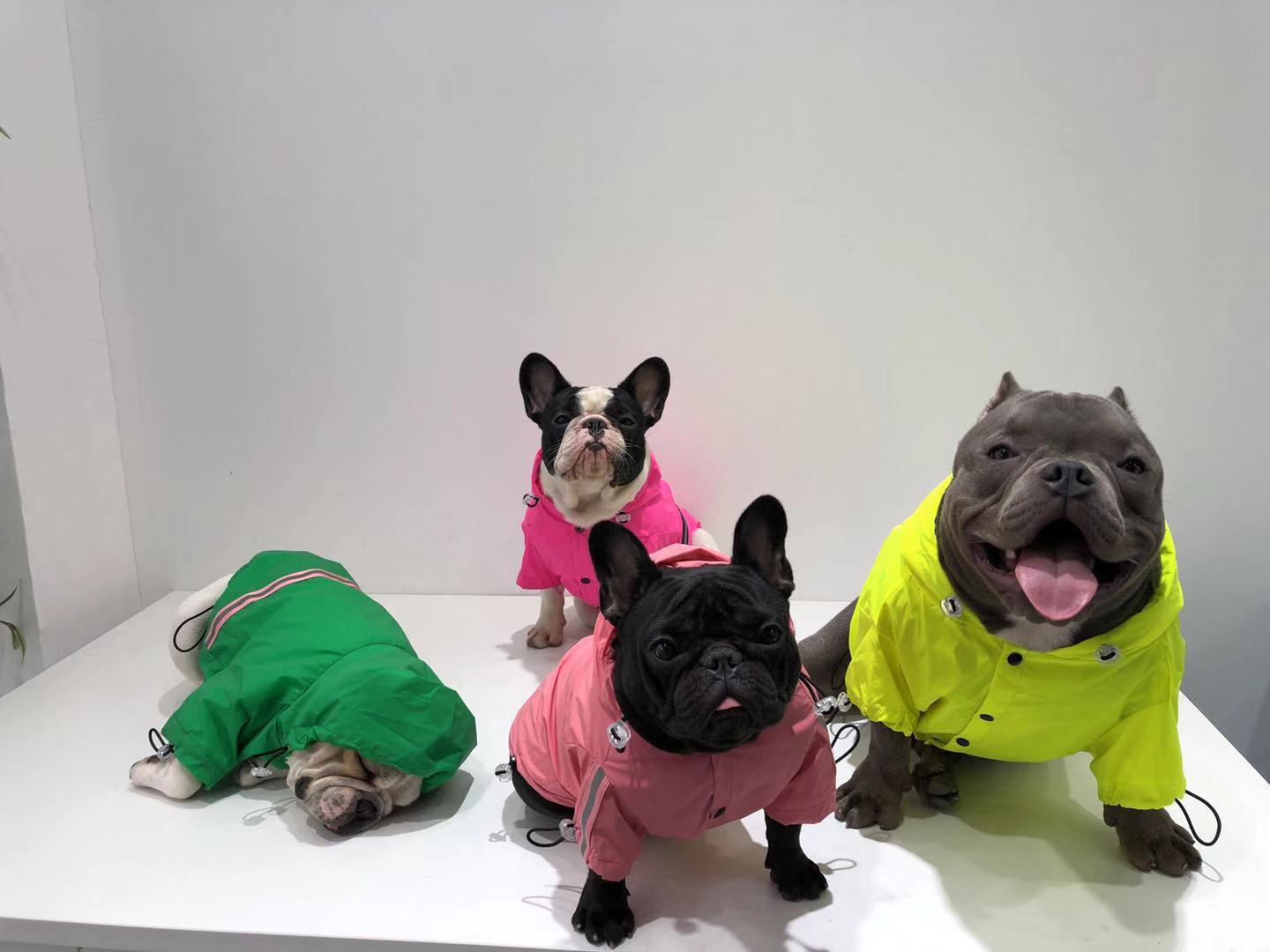Corgi Schnauzer Bulldog Reflective Waterproof Pet Jacket