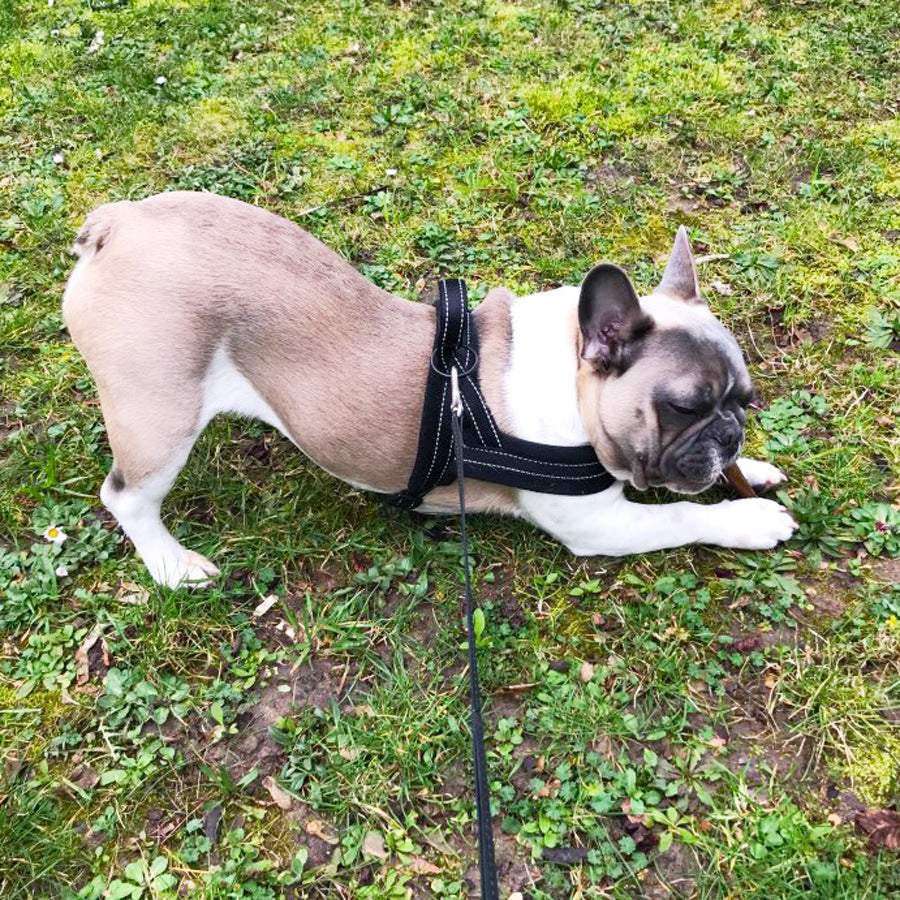 Comfortable Fleece Lined Dog Harness with Leash