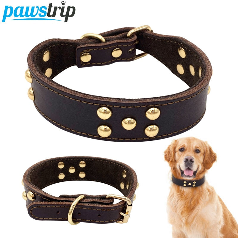 Leather Dog Collar for Whippet and Greyhound Breeds