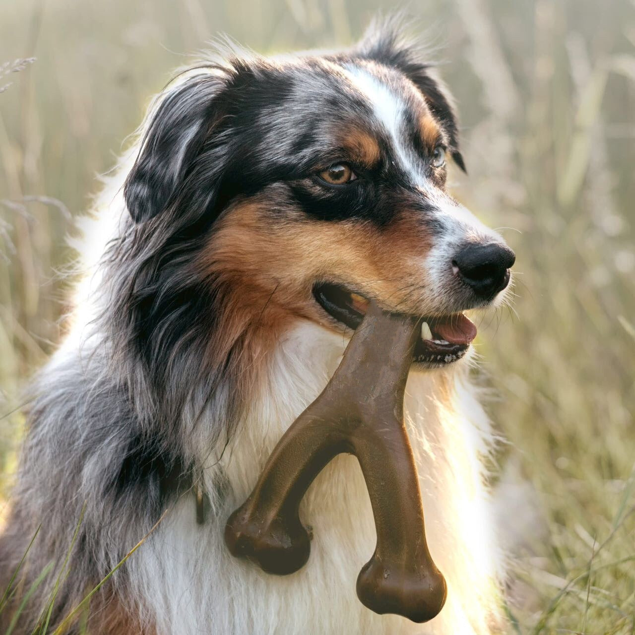 Durable Dog Chew Molar Rod Toy