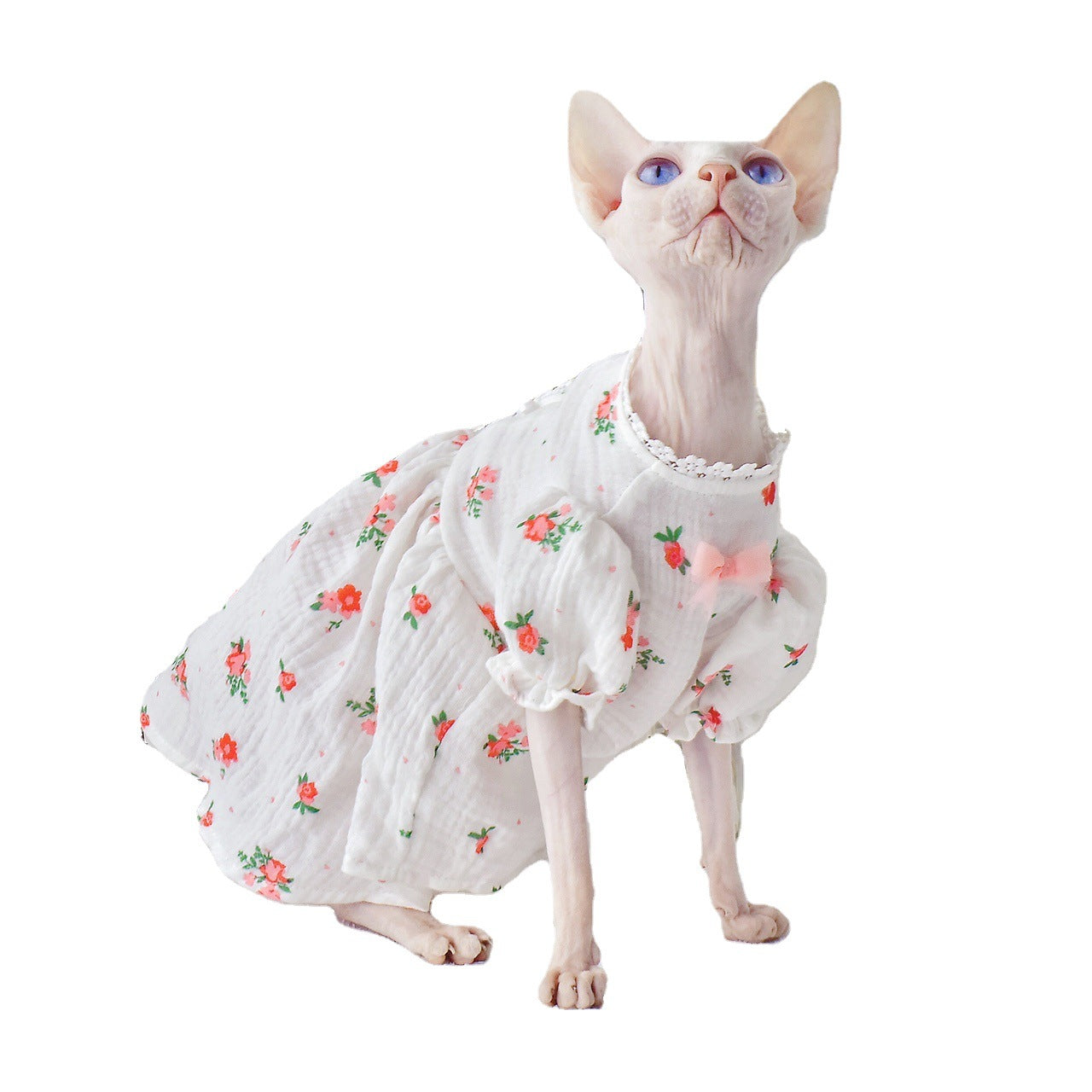 Botrytis Sphinx Hairless Cat for Summer