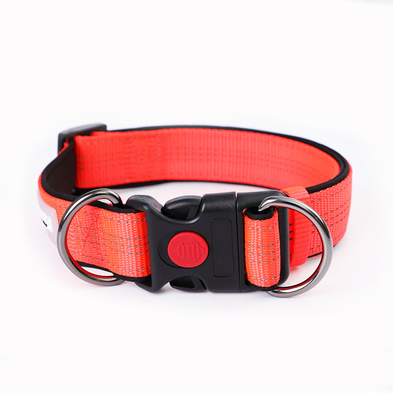 Collared Leash for Small, Medium, and Large Dogs