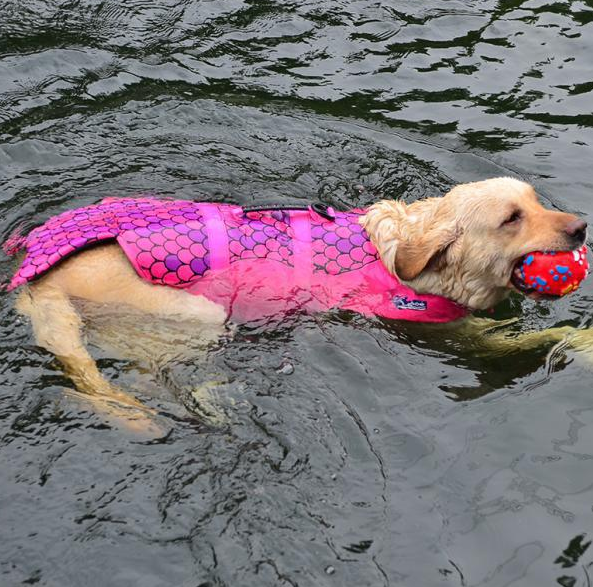 Pet Life Jacket, Swimwear for Mermaid & Clown Fish