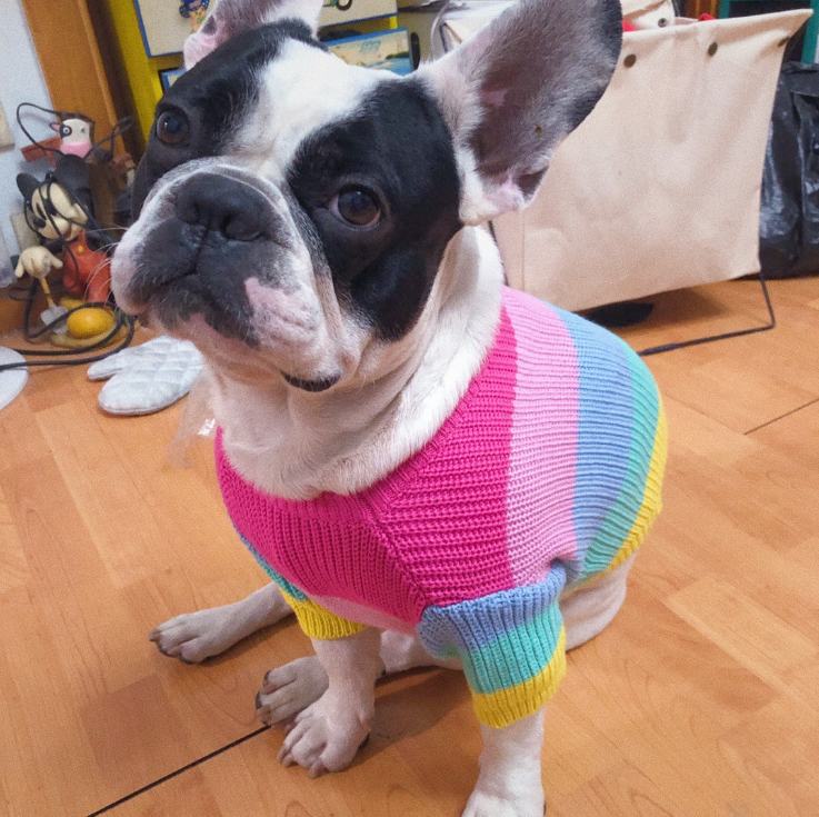 Rainbow Knitted Sweater for Medium Dogs - Trendy Fall/Winter