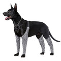 Doughton's New Outdoor Pants for Dogs