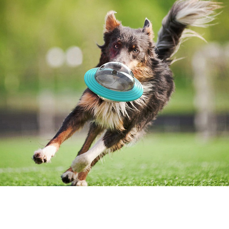 Missing Food Educational Pet Toy