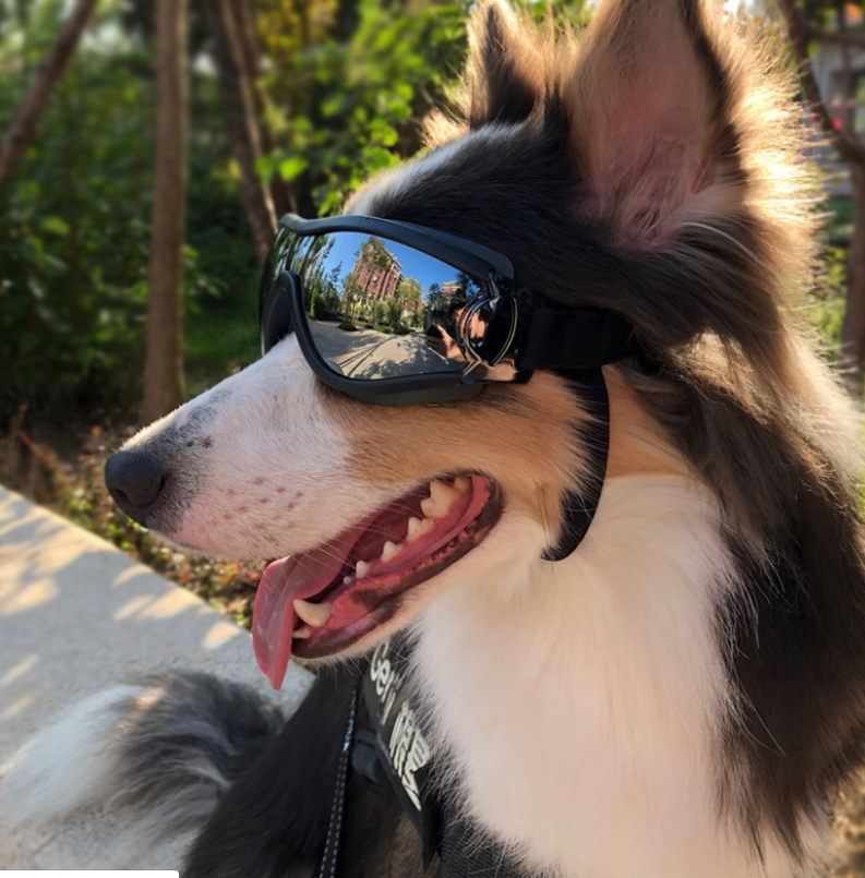 Pet Goggles for Dogs - Protective Eyewear