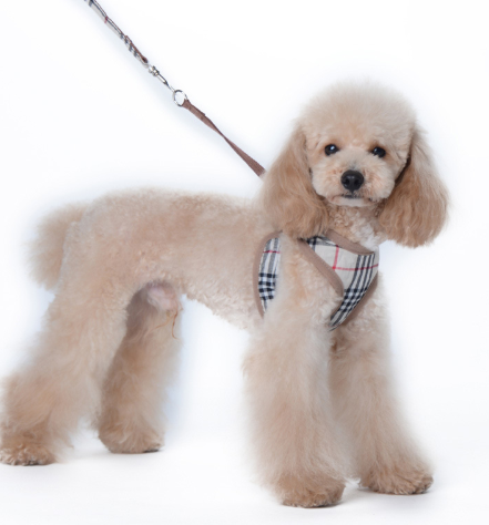 Cat Harness and Leash for Small Dogs and Pets