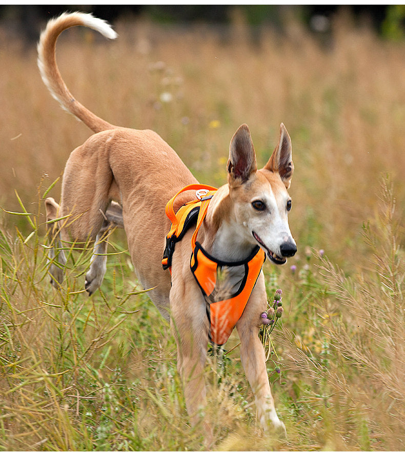 Pet Harness for Medium to Large Dogs