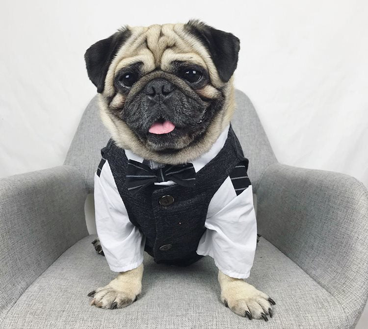 Dog Suit for French Bulldogs - Pet Wedding Attire