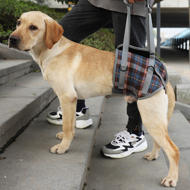 Fashionable Belt for Senior Dogs with Unique Style