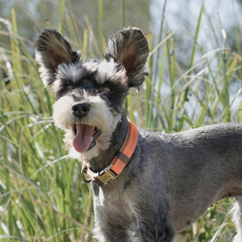 Adjustable Dog Collar