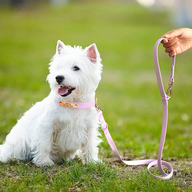 Medium Dog Collar and Leash for Teddy Breeds