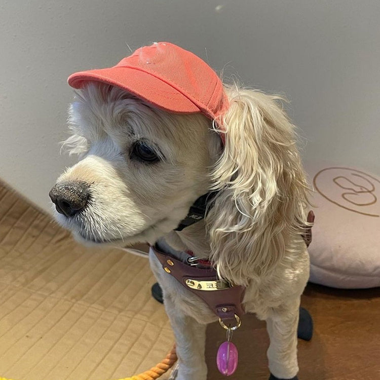 Teddy Schnauzer Pet Baseball Cap for Dogs