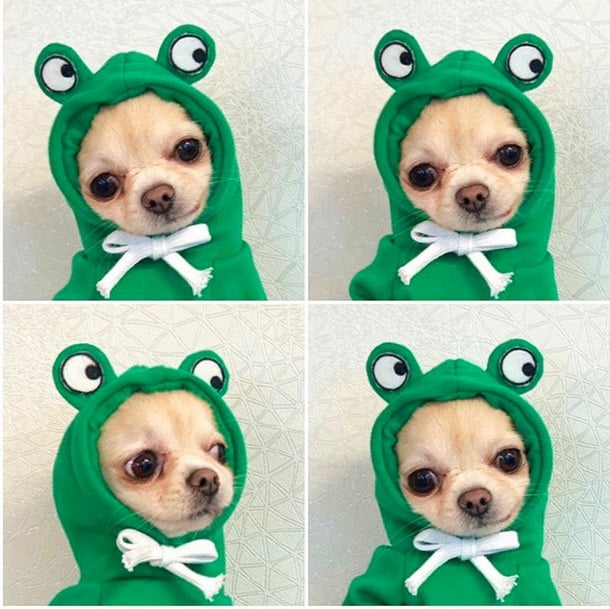 Cute Two-Legged Cat and Dog Clothing for Autumn/Winter