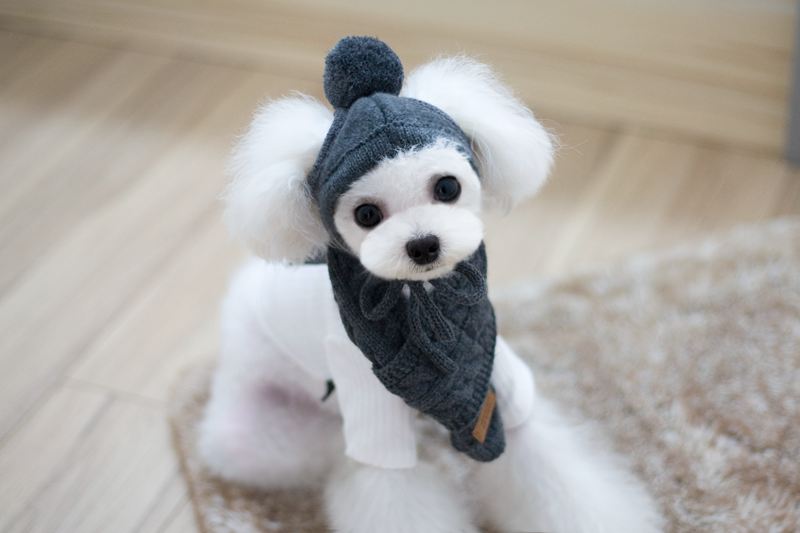 Trendy Pet Apparel Set with Hat and Scarf for Dogs
