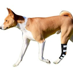 Dog Knee Brace