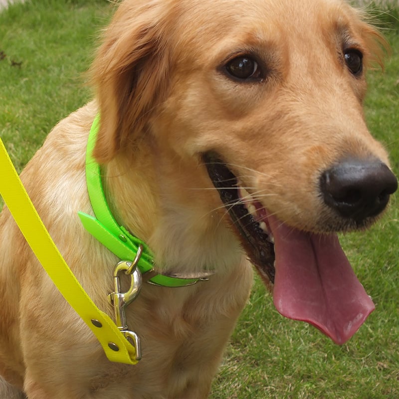 Dirty-Resistant Dog Collars for Pets
