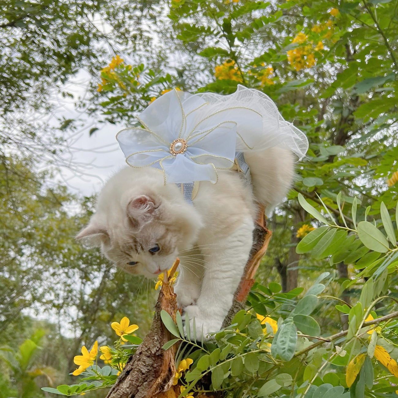 Layers of Yarn Pet Leash for Cats and Dogs
