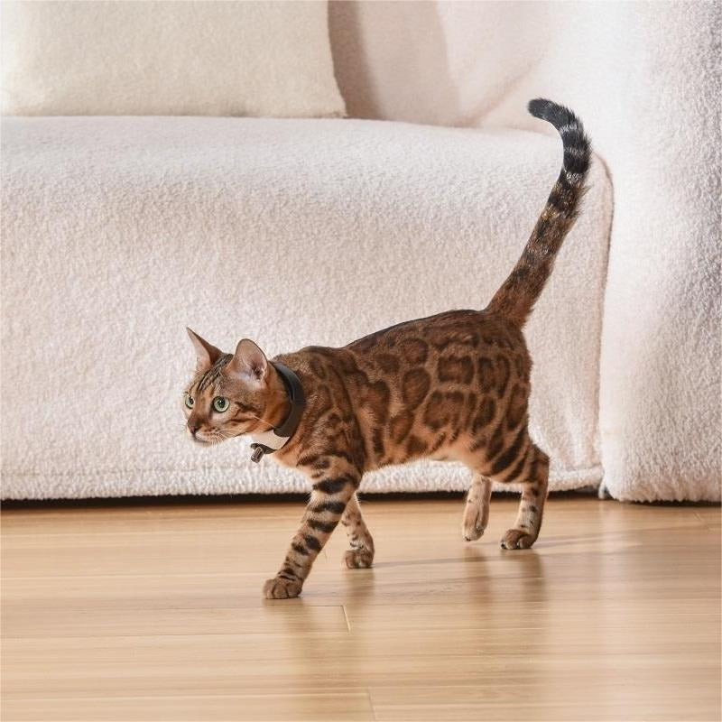 Interactive Laser Cat Collar