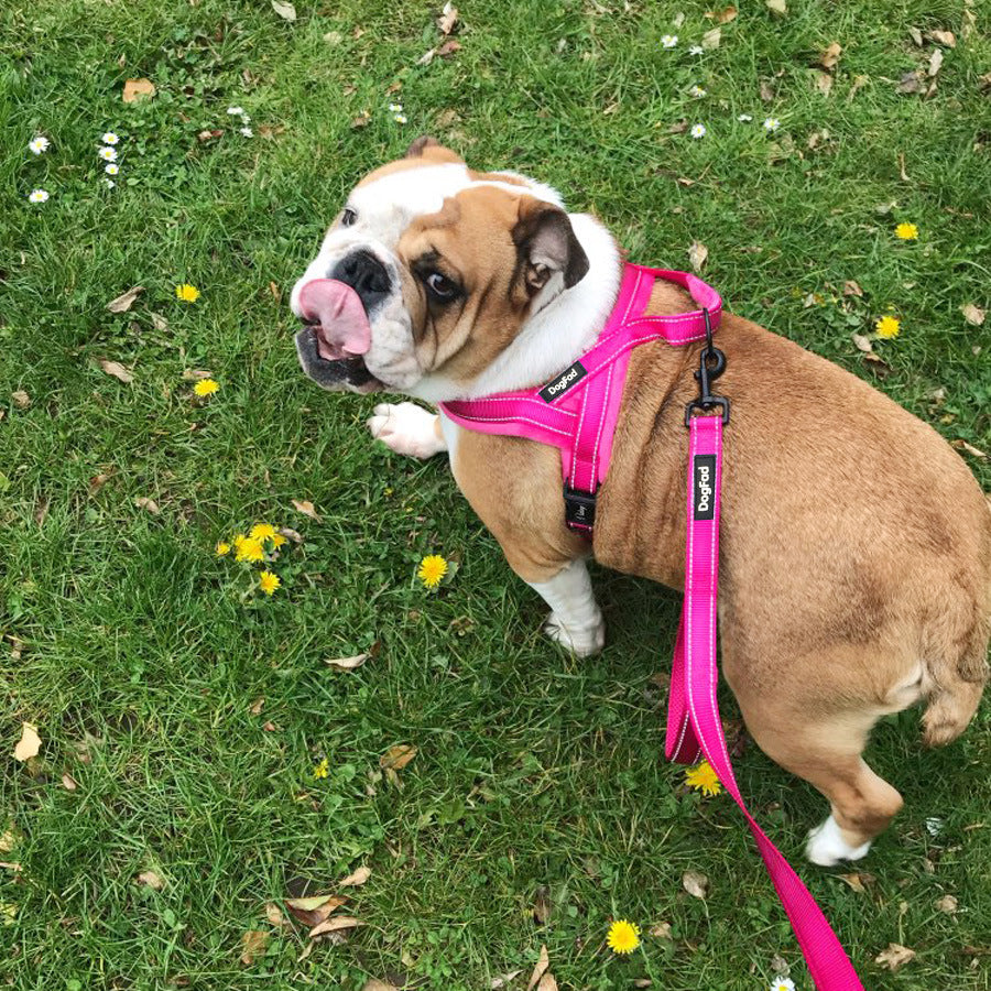 Comfortable Pet Chest Strap with Leash Attachment