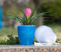 Self-Watering Planter for Green Plants and Succulents