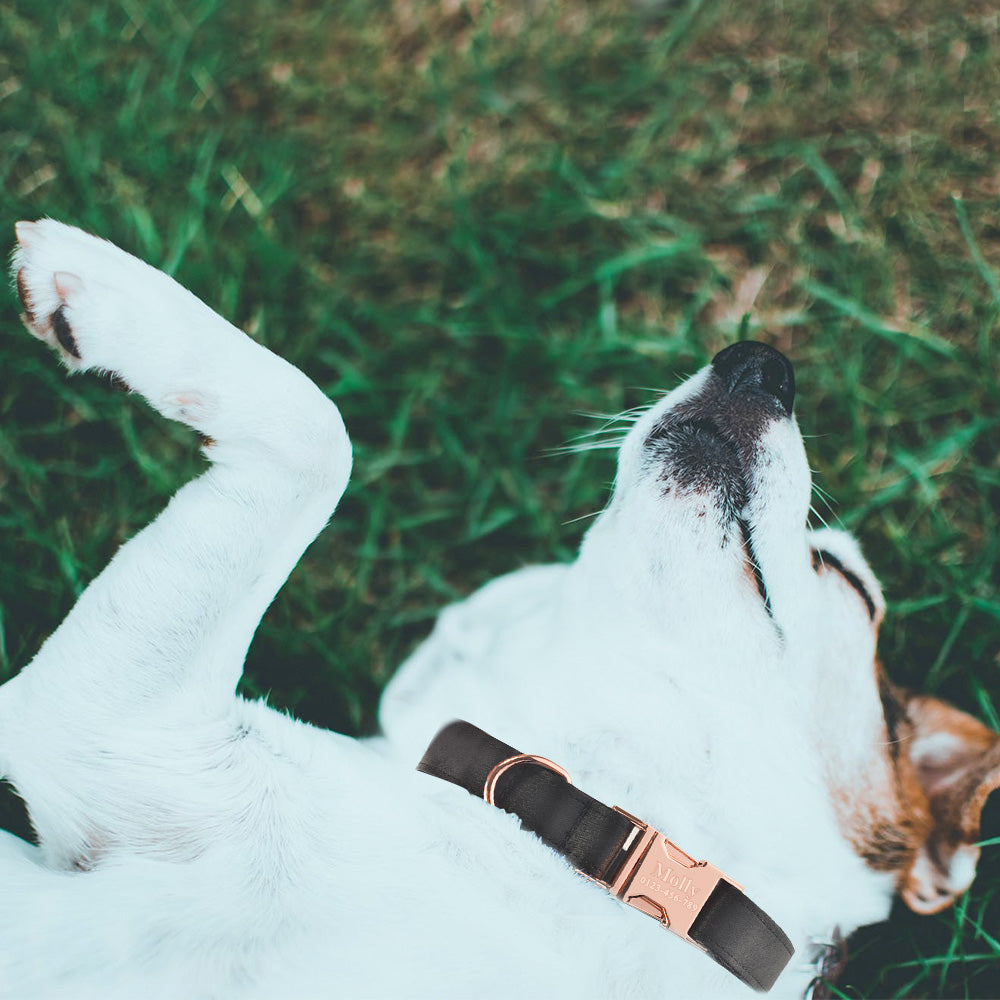Personalized Dog Collar with Nameplate for All Breeds