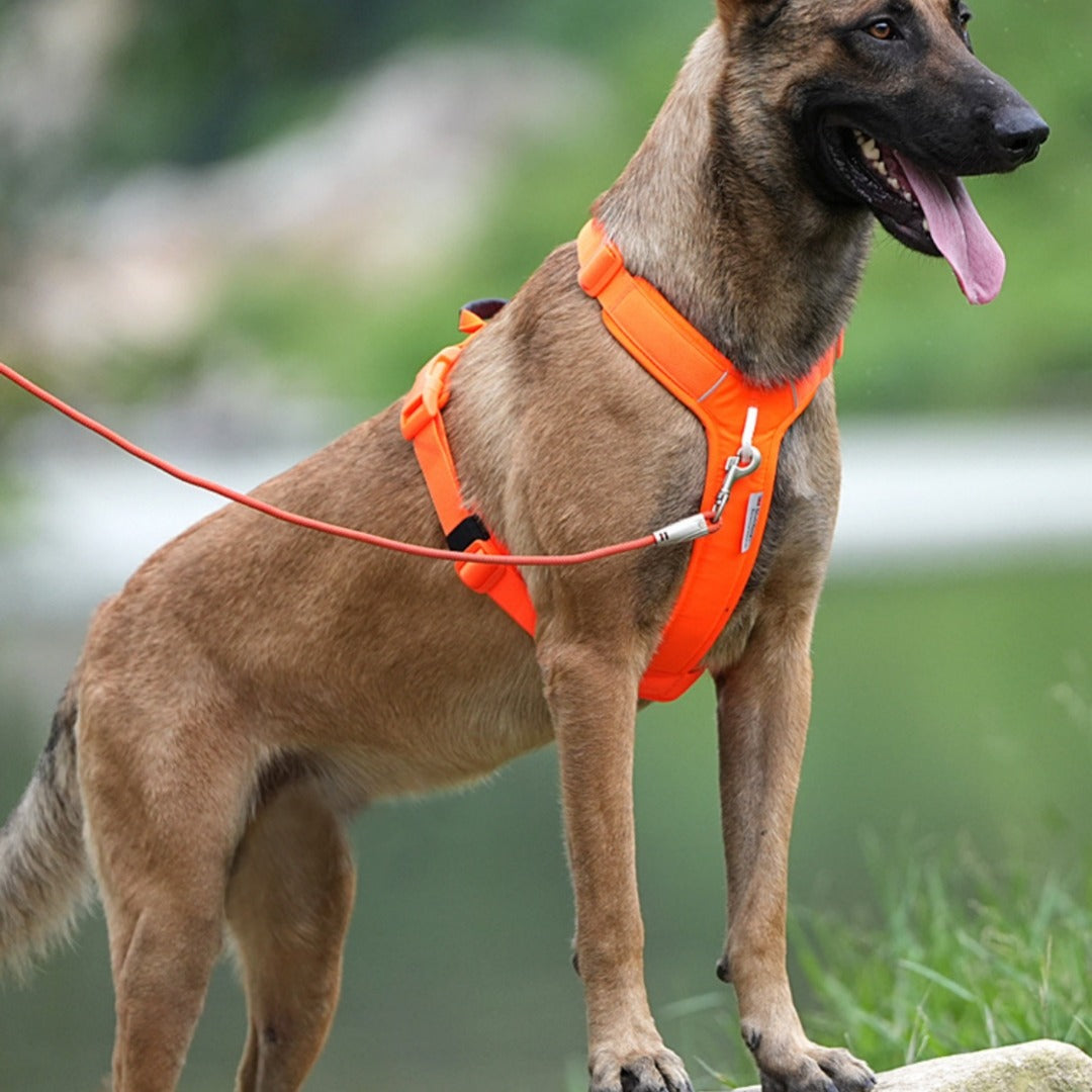 Minimalist Outdoor Dog Harness