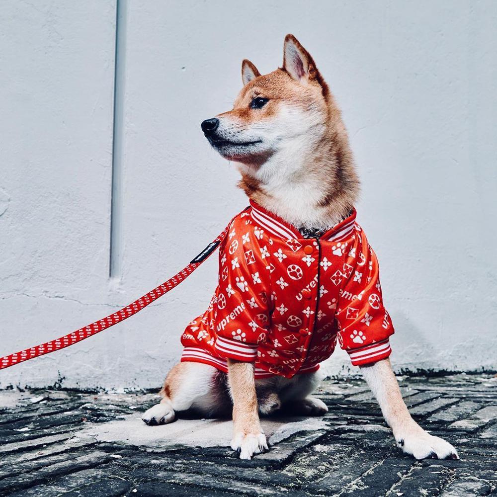 Stylish Dog Jacket - Warm Cotton Pet Apparel