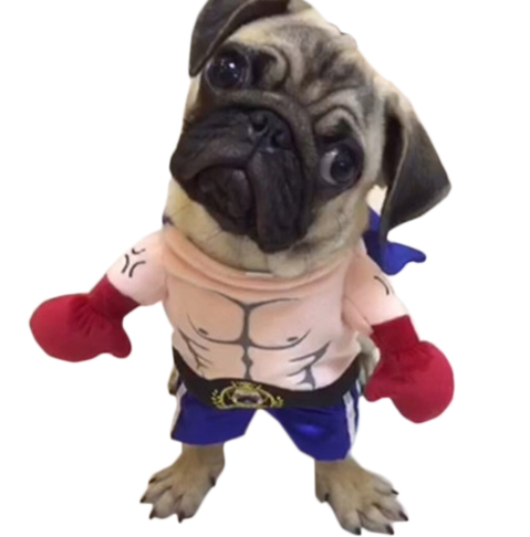 Dog Clothes and Boxer Cat Costume Outfit
