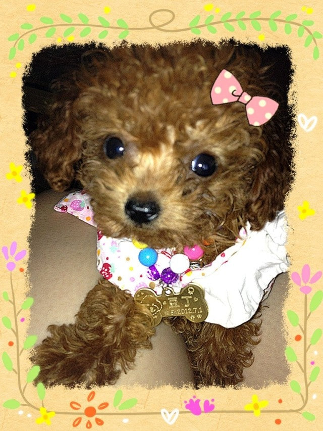 Custom Engraved Metal Dog Tag for Pets (Teddy & Golden)