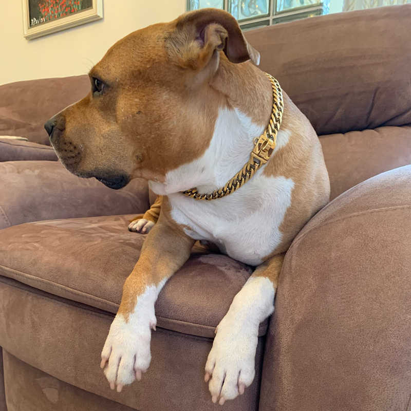 Gold Stainless Steel Dog Collar and Leash Set (17mm)