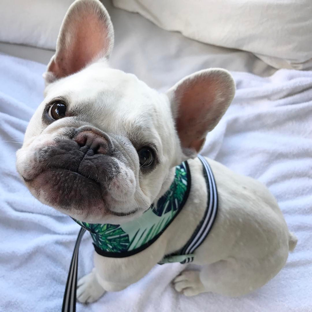 Breathable Mesh Leash and Harness for Small Dogs