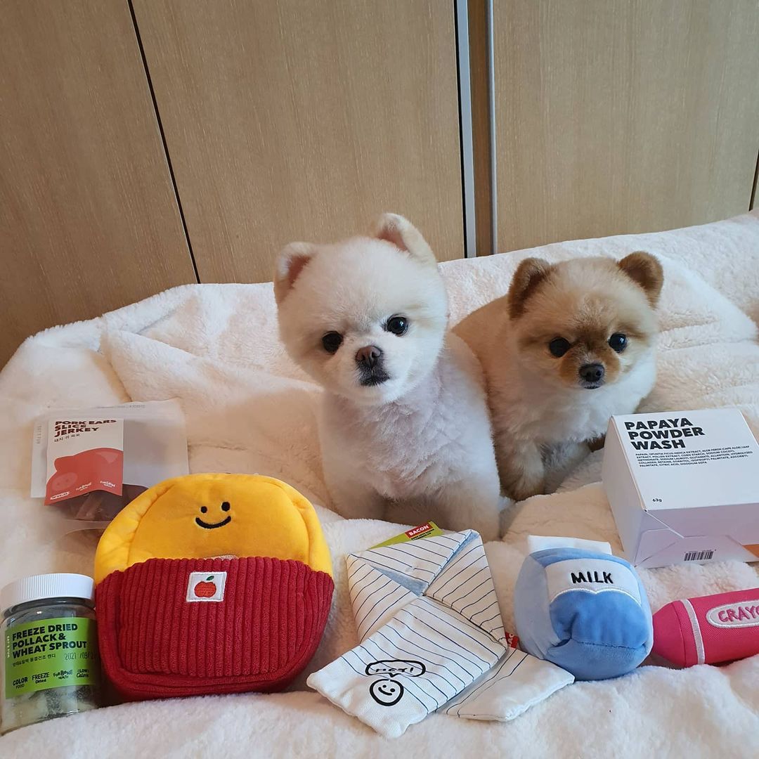 Three-Piece Dog Toy Set with School Bag