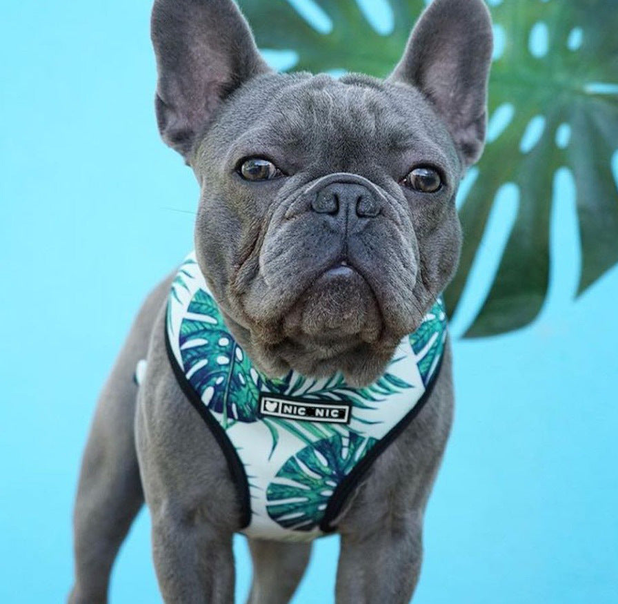 Breathable Mesh Leash and Harness for Small Dogs