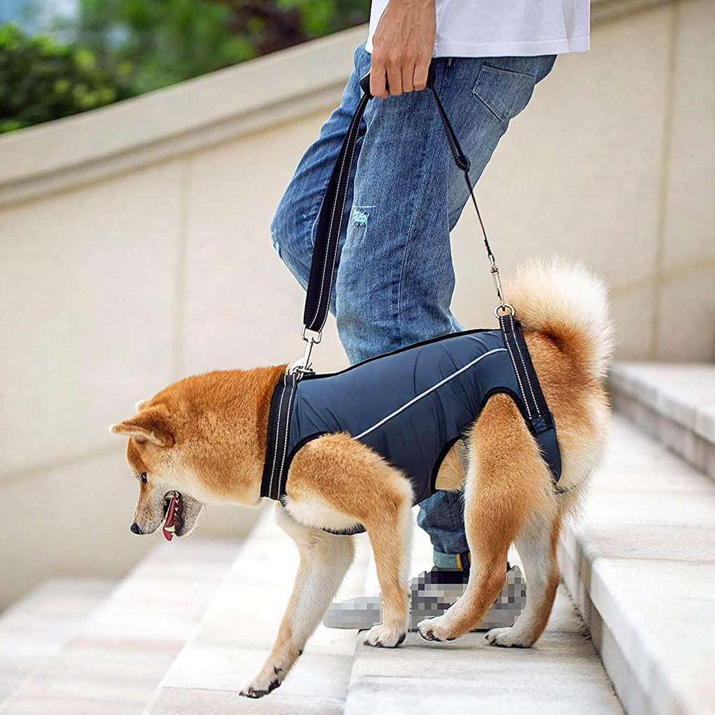 Auxiliary Belt for Elderly and Disabled Dogs