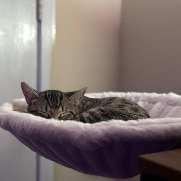 Adjustable Cat Hammock Kitten Bed