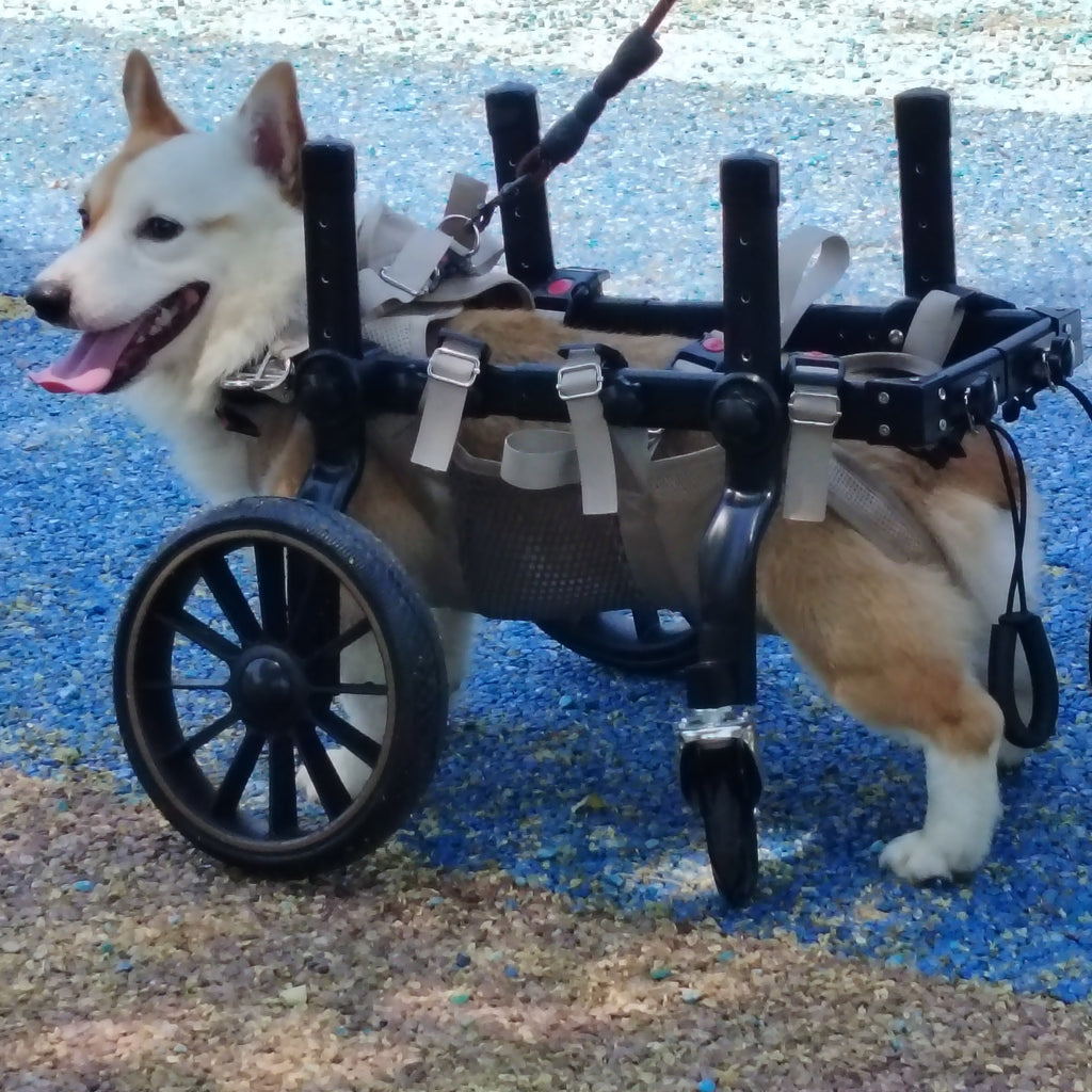 Dog Wheelchair for Disabled Dogs