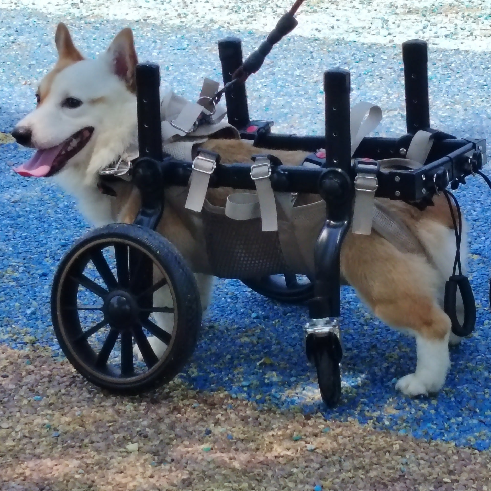 Dog Wheelchair for Disabled Dogs