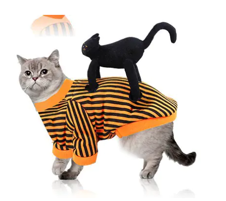 Funny black cat, standing up, wearing dog, cat, pet clothes