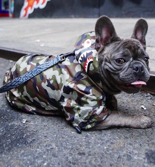 Dog Waterproof Jacket for Pets