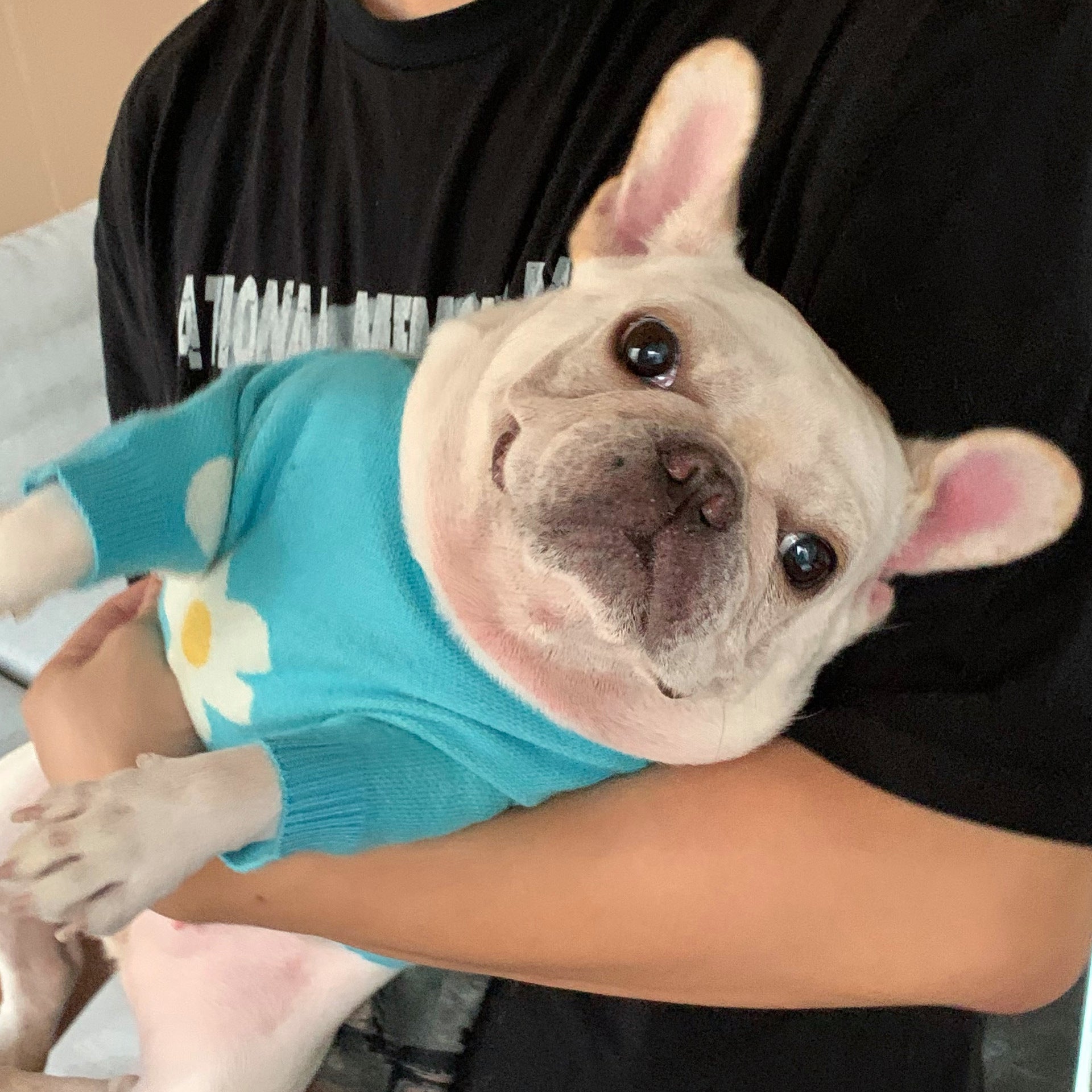 Pet Fashion Clothing for Dogs and Cats
